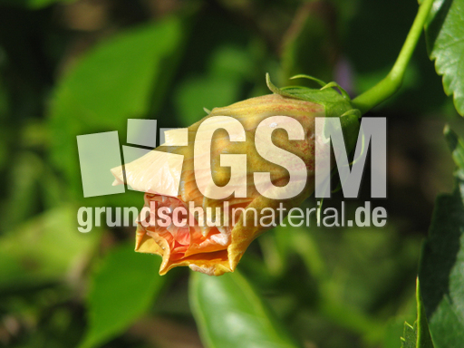 Hibiskus geschlossen.jpg